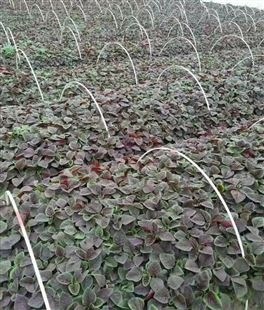 支撑杆 拱棚 葡萄架 苗木支撑 农用杆 高强度抗老化