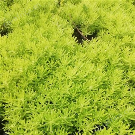 江苏佛甲草价格  佛甲草供应  佛甲草基地  金叶佛甲草  黄金条