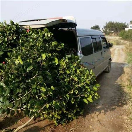 雄风园林茶花树苗价格 多种规格茶花苗 茶花盆栽技术