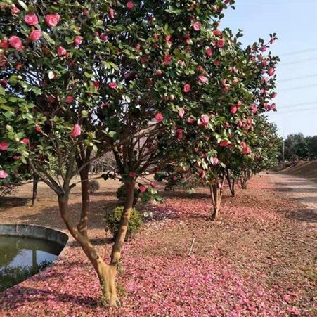 地径3公分茶花树庭院小区花坛观赏树茶花树品种