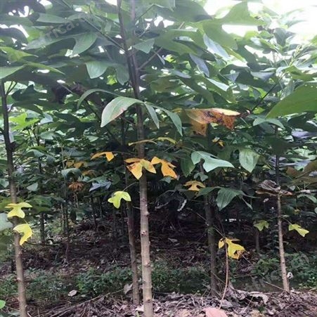雄风园林12-25公分马褂木大量供应 马褂木苗批发  马褂木批发