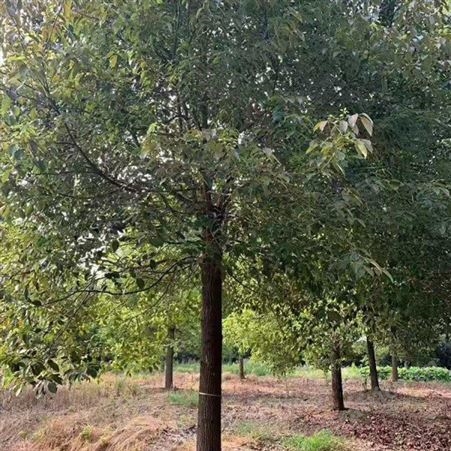 雄风园林园林绿化供应各种规格的香樟苗 基地直发香樟小苗批发 基地直发香樟小苗批发