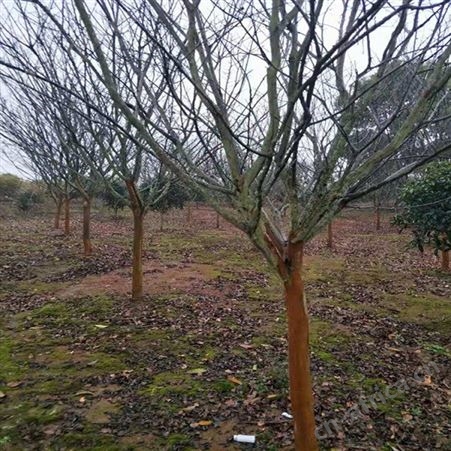 雄风园林精品大紫薇 紫薇小苗 乔木批发基地 紫薇苗基地