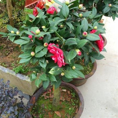 园艺厂直销茶花树茶花树价格 茶花树价格