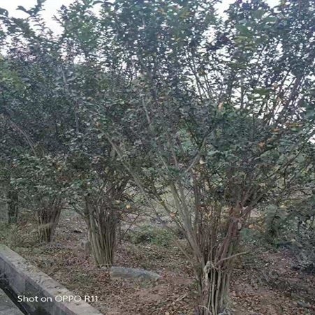 雄风园林精品大紫薇 百日红紫薇 紫薇桩价格