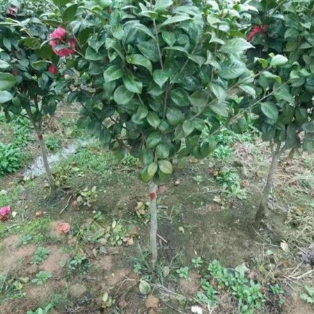 园艺厂直销茶花树茶花树价格 茶花树价格