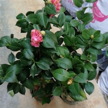 茶花树苗价格树形优美花期长茶花盆栽技术