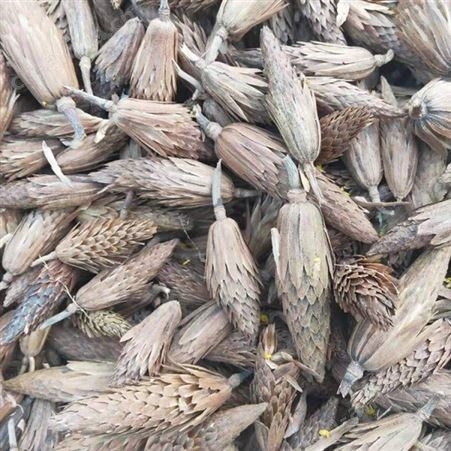 雄风园林12-25公分马褂木大量供应 马褂木苗批发  马褂木批发