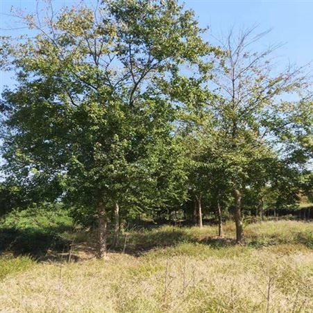 基地直销三角枫绿化园林常用乔木苗圃批发直销三角枫