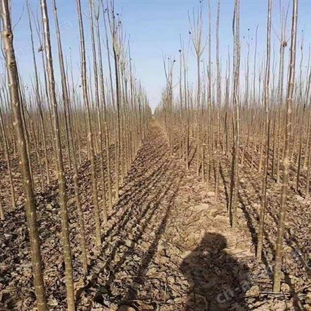 雄风园林八公分马褂木价格 基地直销马褂木  移栽马褂木