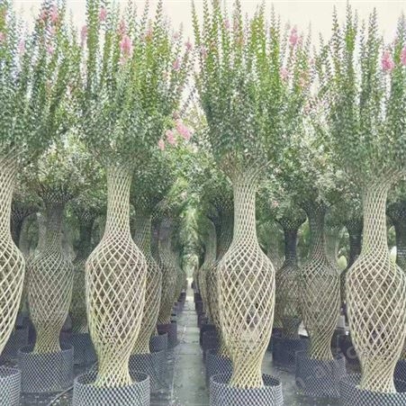 雄风园林精品大紫薇 百日红紫薇 紫薇桩价格