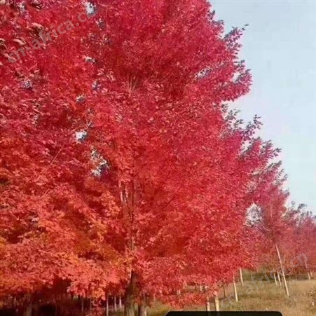 基地直销美国红枫2019年美国红枫 美国红枫市场价格