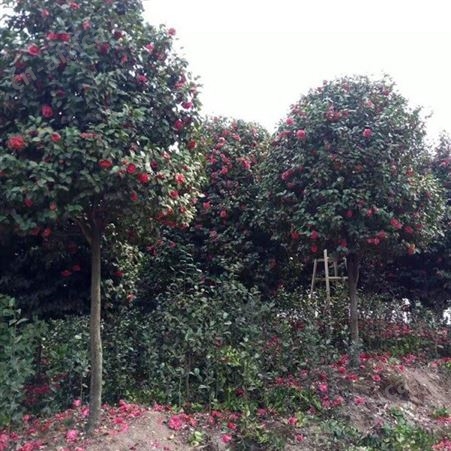 地径3公分茶花树庭院小区花坛观赏树茶花树品种