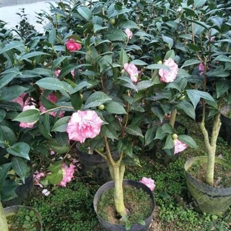 茶花树苗价格树形优美花期长茶花盆栽技术