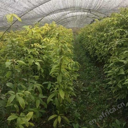 金丝楠木小苗批发基地 产地批发小叶桢楠苗  批发金丝楠木