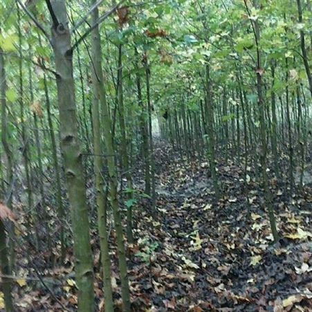 雄风园林枫香树老桩盆景 枫香价格900元  12公分枫香报价