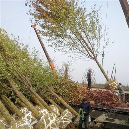 基地直销美国红枫2019年美国红枫 美国红枫市场价格