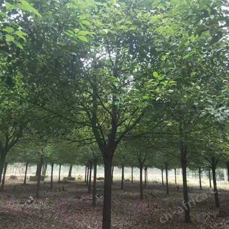 雄风园林园林绿化供应各种规格的香樟苗 基地直发香樟小苗批发 基地直发香樟小苗批发