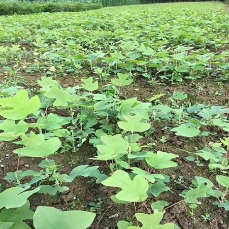 雄风园林八公分马褂木价格 基地直销马褂木  移栽马褂木