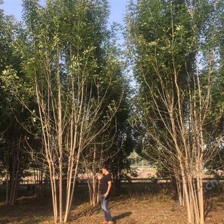 雄风园林大型美国红枫基地  苗圃批发直销彩色观叶植物  6公分美国红枫