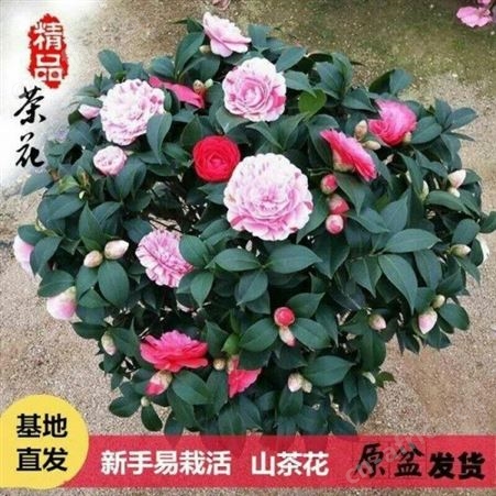 茶花树苗销售茶花树供应茶花盆栽技术