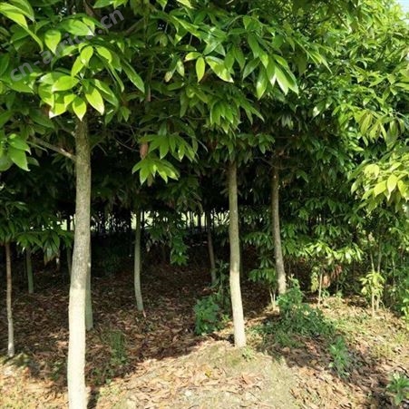金丝楠木树苗 小苗大苗 规格齐全 金丝楠木苗价格 金丝楠木种植基地