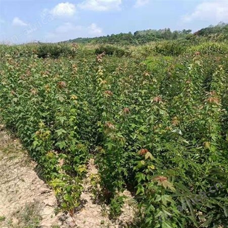 常年批发直销三角枫长期 三角枫移植成活高