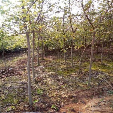 雄风园林 基地三角枫 园林三角枫 三角枫绿化树苗