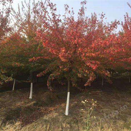 雄风园林北方绿化植物 直销三角枫大量销售 三角枫绿化树苗