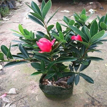 茶花树批发量大优惠茶花树价格 茶花的养殖基地