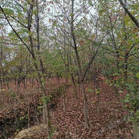雄风园林北方绿化植物 直销三角枫大量销售 苗圃批发直销三角枫
