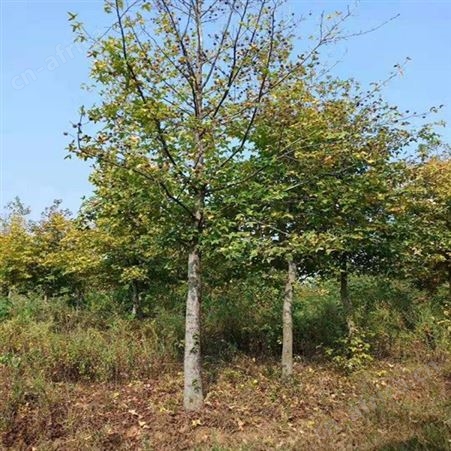 雄风园林枫香树的价格 枫香基地直销批发 批发零售枫香种子