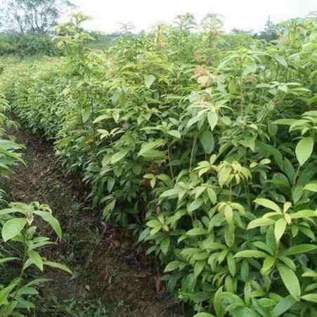 金丝楠木树苗 小苗大苗 规格齐全 金丝楠木苗价格 金丝楠木种植基地