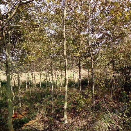 雄风园林枫香树的价格 枫香基地直销批发 批发零售枫香种子