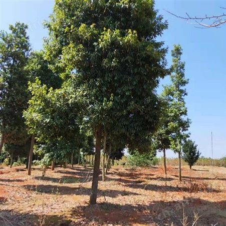 金丝楠木小苗批发基地 产地批发小叶桢楠苗  批发金丝楠木