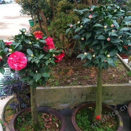 雄风园林大型茶花树 庭院小区花坛观赏树 供应高杆香茶花苗