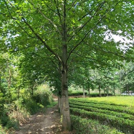 雄风园林4公分马褂木批发 一年生马褂木小苗 马褂木批发