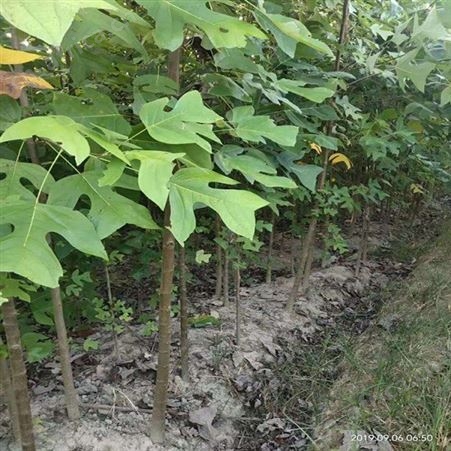 雄风园林4公分马褂木批发 一年生马褂木小苗 马褂木批发