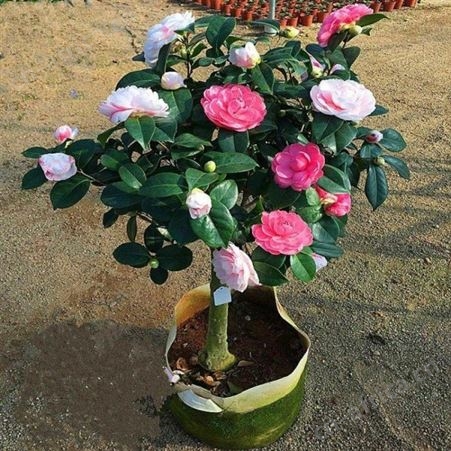 地径3公分茶花树茶花树供应茶花树