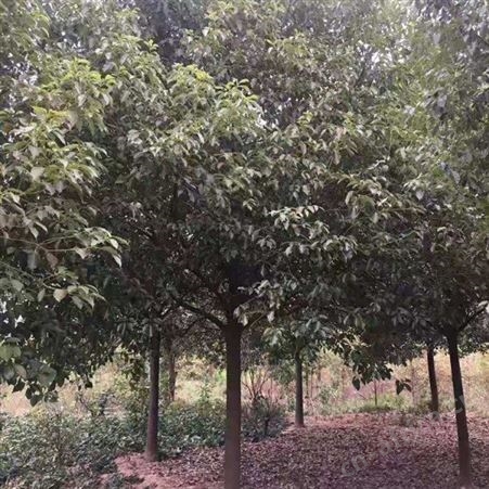 园林绿化供应各种规格的香樟苗基地直销香樟树苗价格基地直销香樟树苗价格