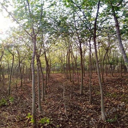 基地直销三角枫绿化园林常用乔木苗圃批发直销三角枫