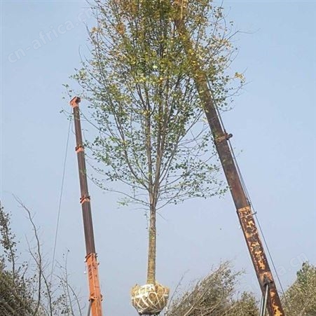 基地直销大型美国红枫基地 十二公分美国红枫出售 近美国红枫的价格