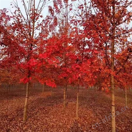 大型美国红枫基地 常年供应美国红枫 供应5公分-12公分美国红枫