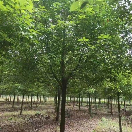 雄风园林园林绿化供应各种规格的香樟苗 基地直发香樟小苗批发 基地直发香樟小苗批发