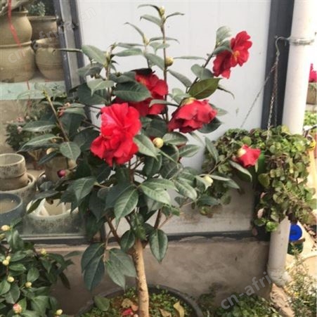批发#3公分茶花树价格农户专业种植茶花树供应高杆香茶花苗