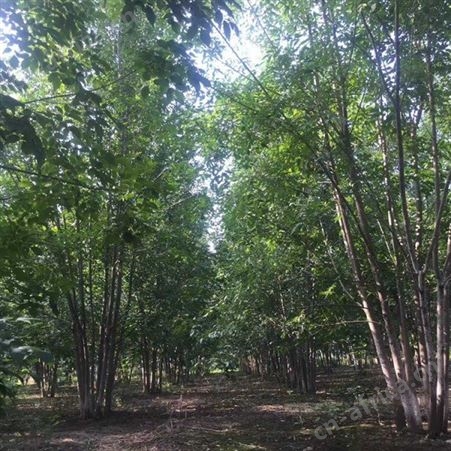 雄风园林大型美国红枫基地  苗圃批发直销彩色观叶植物  6公分美国红枫