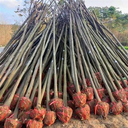 雄风园林 15公分精品栾树  栾树小苗 苗圃价格
