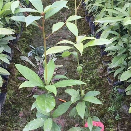 小叶桢楠50高杯苗  大量出售金丝楠木杯苗基地 当年杯苗金丝楠木