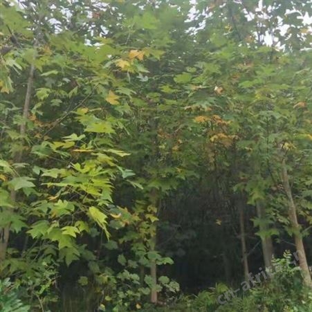 雄风园林马褂木产地直销 各种规格马褂木 移栽马褂木
