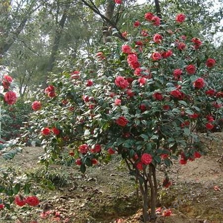 茶花树批发量大优惠精品茶花树批发茶花树品种